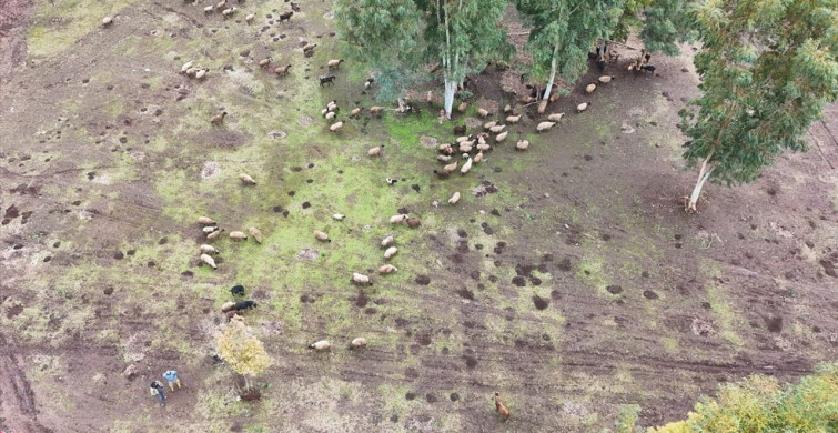 Devlet Desteğiyle Hayvancılığa Devam Eden Leyla Ülgü'nün Hikayesi