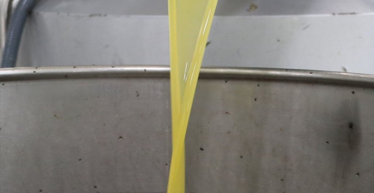 Devlet Desteğiyle Zeytin İhracatı Artıyor