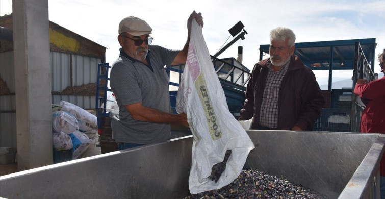 Devlet Destekli Zeytinyağı Sıkım Tesisi Yöre Halkını Üretime Teşvik Ediyor