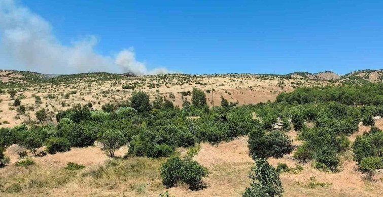 Dicle'de ağaçlık alanda yangın paniğe neden oldu