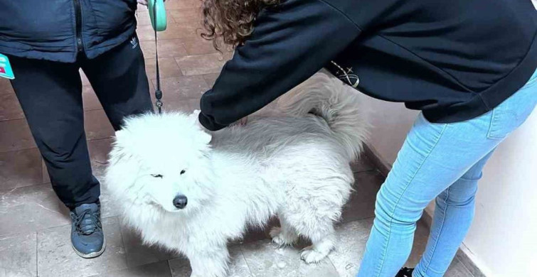 Didim'de Kedi ve Köpekler İçin Kuduz Aşısı Uygulamaları Başladı