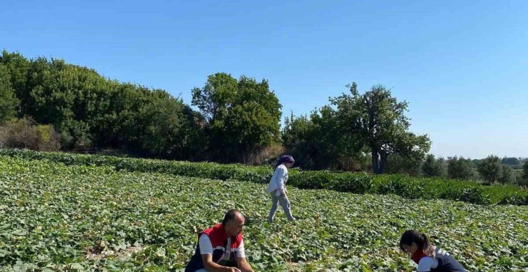 Didim’de salatalıklardan pestisit numuneleri alındı