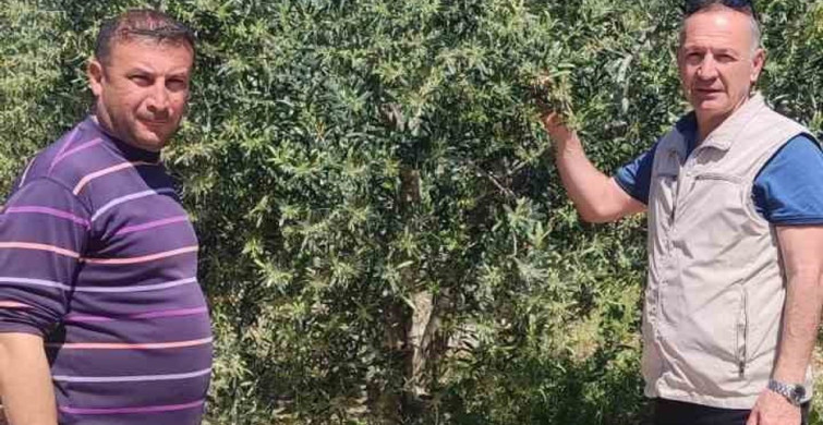 Didim'de Zeytin Üreticilerine Zararlı Uyarısı