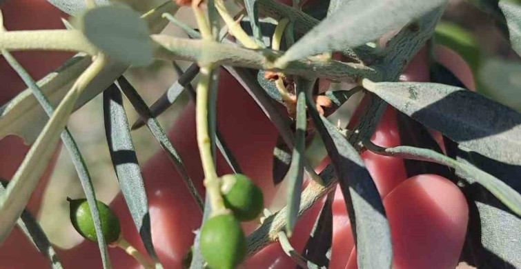 Didim'de Zeytin Üreticilerine Zeytin Güvesi İlaçlama Uyarısı