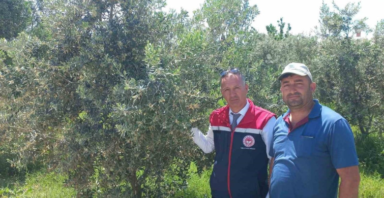 Didim'de Zeytin Verim Tespiti İçin Çalışmalar Başladı