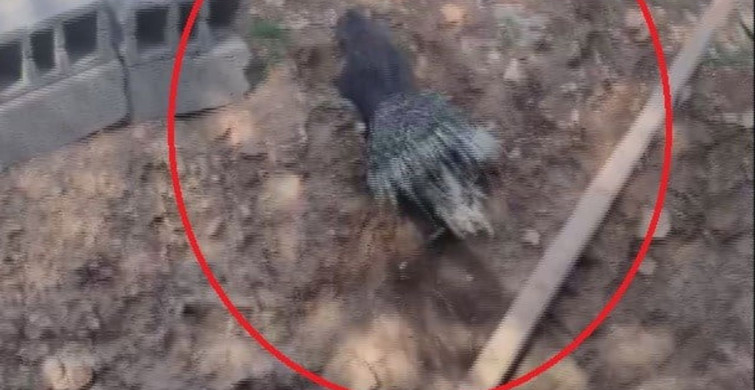 Dikenli kirpiyi çukurdan kurtaran doğaseverin iyiliği sosyal medyada yayıldı
