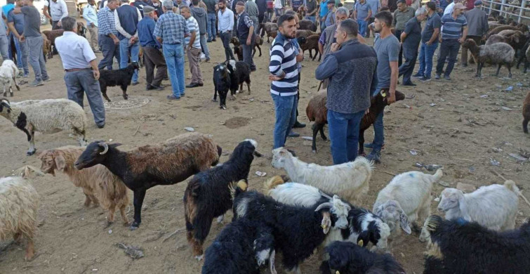 Dinen kurban olarak kesilmesi kabul edilmiş hayvan türleri hangileridir? Büyükbaş ve küçükbaş kurbanlık hayvanlar