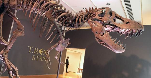 Dinozor İskeleti Açık Artırmayla Satılıyor