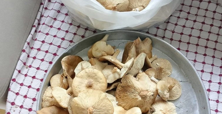 Diyarbakır Çüngüş'te Mantar Avı Başladı