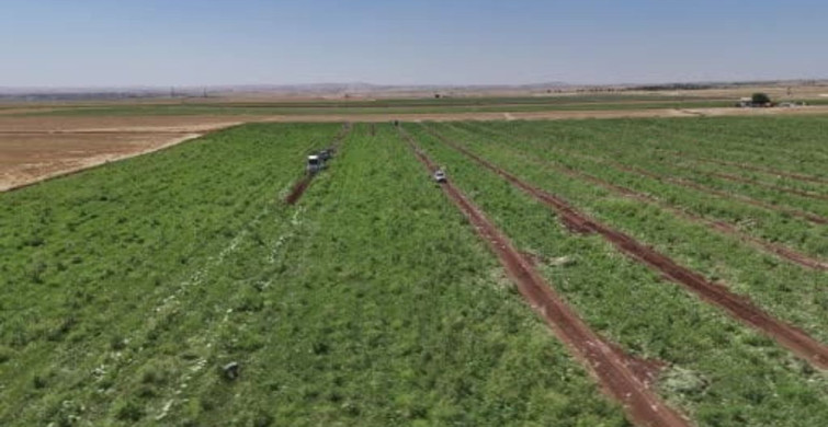 Diyarbakır karpuzunda hasat devam ediyor