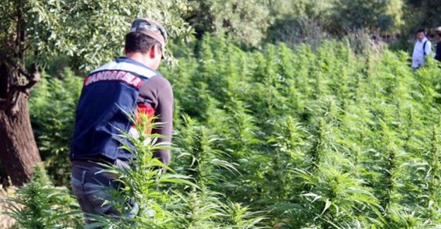 Diyarbakır'da 1 Ton 102 Kilogram Esrar Ele Geçirildi