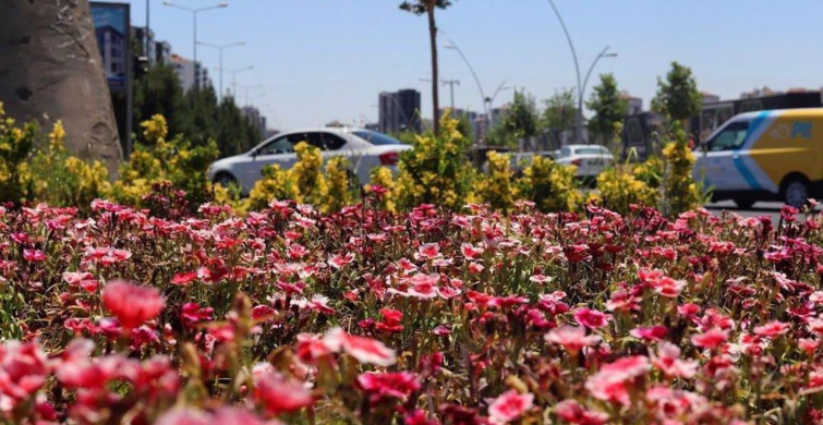 Diyarbakır’da 500 bin Çin karanfili üretildi, çiçekler toprakla buluştu