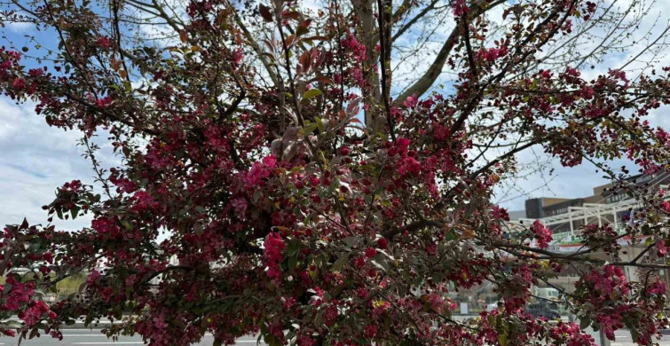 Diyarbakır'da Bahar Gelinliği: Sesbanya Ağaçları Kırmızıya Büründü