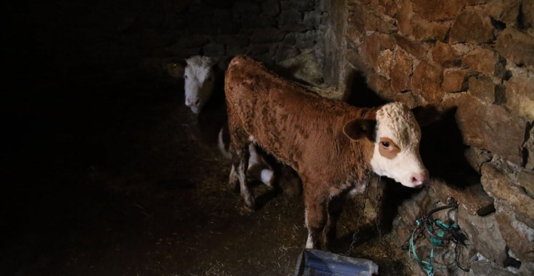 Diyarbakır'da Depremzedeler, Devlet Desteğiyle Hayvan Sayısını Artırıyor