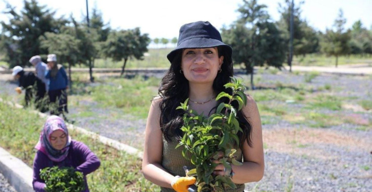 Diyarbakır'da Kadınların Emeğiyle Aromatik Bitki Hasadı Gerçekleşti