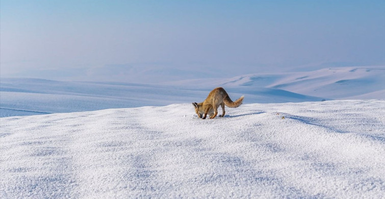 Diyarbakır'da Karla Buzun İçinde Balık Avı