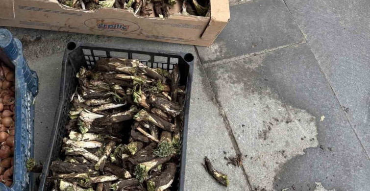 Diyarbakır'da Kenger Hasadı Başladı