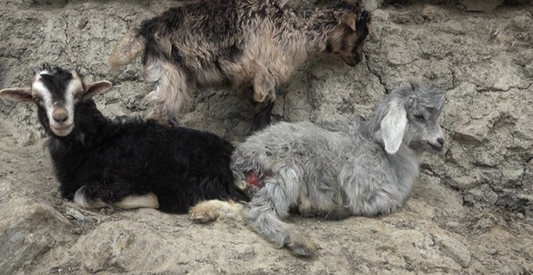 Diyarbakır’da Köpekler 20 Keçiyi Telef Etti