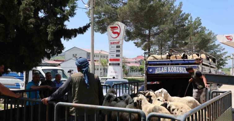 Diyarbakır'da Kurbanlık Seferberliği