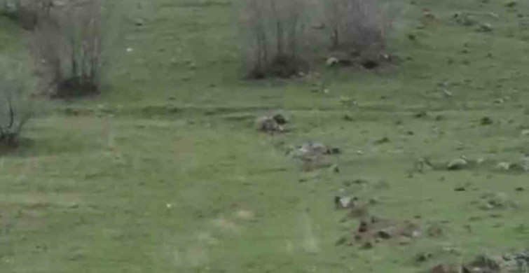 Diyarbakır’da Kurt Sürüsü Görüntülendi