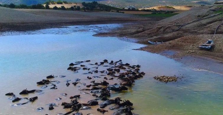 Diyarbakır'da Manda Sayısı Devlet Destekleriyle 21 Bin 500'e Ulaştı