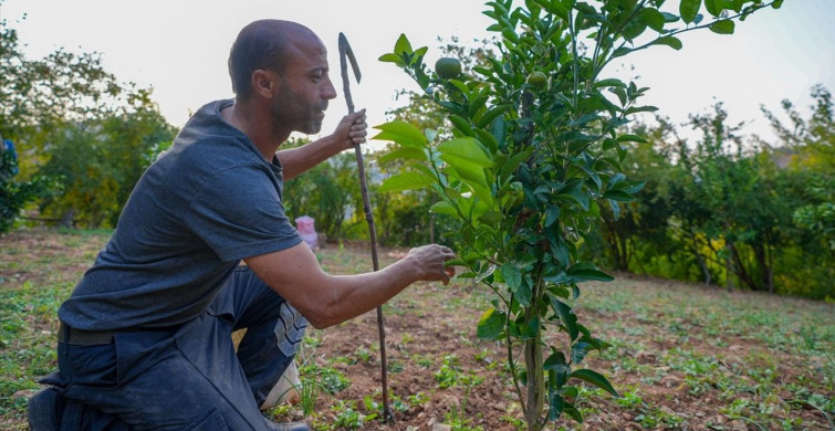 Diyarbakır’da Narenciye Üretimi Artıyor