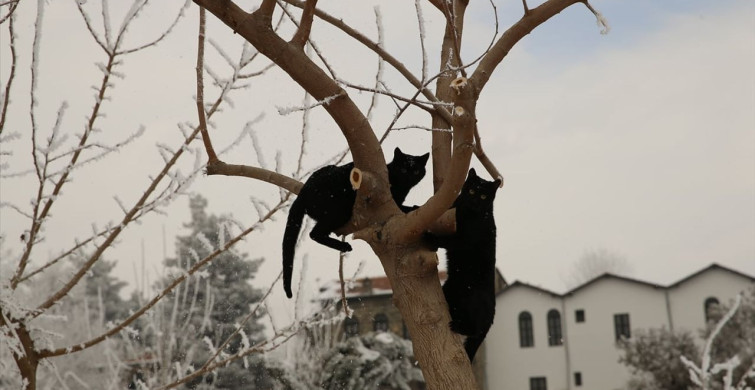 Diyarbakır'da Soğuk Hava Etkisini Gösteriyor