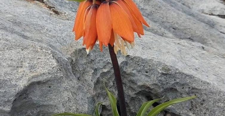 Diyarbakır'da Ters Lale Koruma Cezası 700 Bin Lira