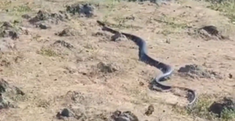 Diyarbakır’da yaklaşık 3 metre uzunluğunda yılan görüntülendi