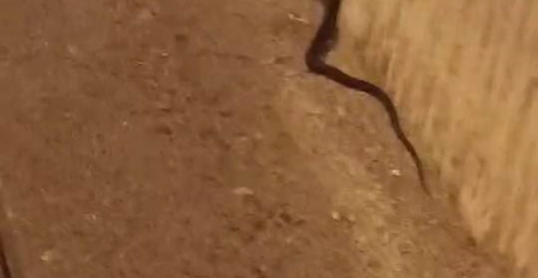 Diyarbakır’da yılan paniği: 2 metre uzunluğundaki yılan vatandaşları korkuttu