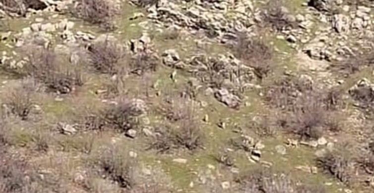 Diyarbakır'ın Çermik İlçesindeki Yaban Hayatı ve Kaçak Avlanma Ceza Uygulamaları