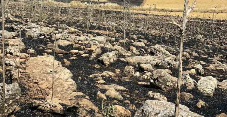 Diyarbakır'ın Çınar ilçesinde ekili alan yangında kül oldu