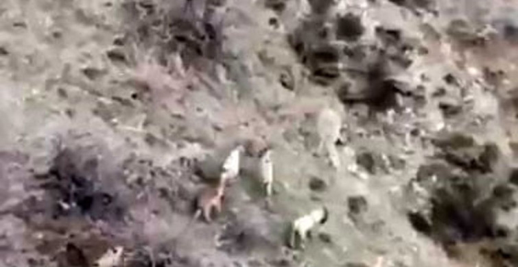 Diyarbakır’ın Çüngüş İlçesinde Dağ Keçileri Sürü Halinde Görüntülendi