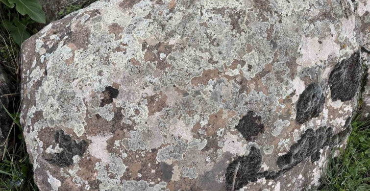 Diyarbakırlılar Yosunları Doğal Kına Olarak Kullanıyor