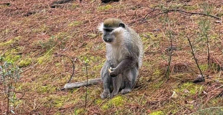 Doğada Maymunla Karşılaşan Vatandaşın Hikayesi