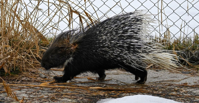 Doğada Nadir Görülen Hint Oklu Kirpi Tedavi Ediliyor