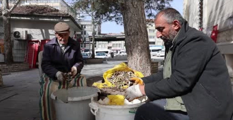 Doğal Antibiyotik Çiriş Otu Tezgahlarda