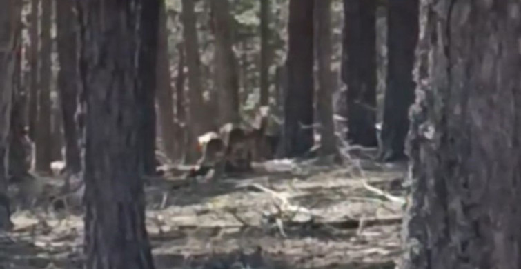 Doğanın Güzellikleri: Geyik Sürüsü Mihalıççık'ta Görüntülendi