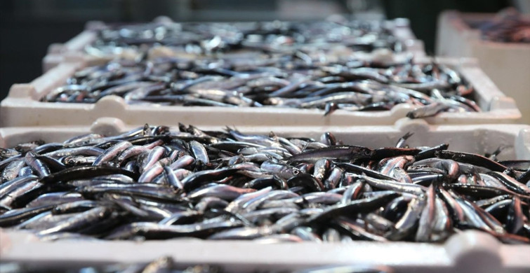 Doğu Karadeniz'de Hamsi Avı Bereketi