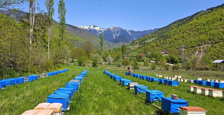 Doğu Karadeniz'de Hava Sıcaklığı Arıcılığı Olumsuz Etkiliyor