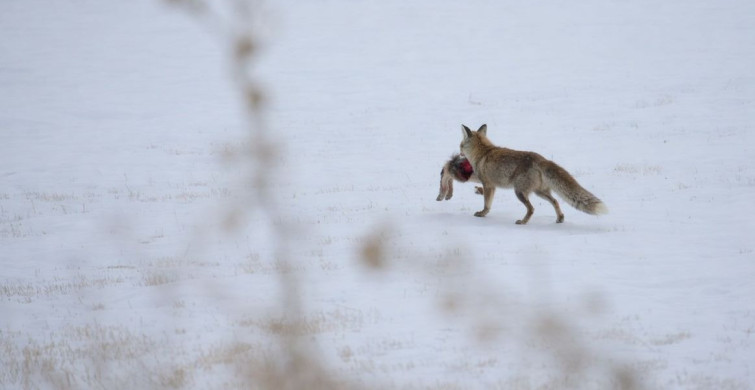 Doğudaki yoğun kar yaban hayatını olumsuz etkiliyor