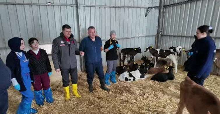 Doğum Sonrası Bakımda Dikkat: Buzağı Ölüm Oranı Nasıl Azaltılır?