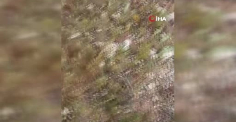 Dolaman Karpınarı: Mantar Toplayıcısı Sait Alkış’ın Başarı Hikayesi