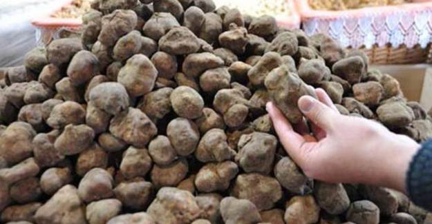 Dolaman Mantarının Faydaları Nelerdir?