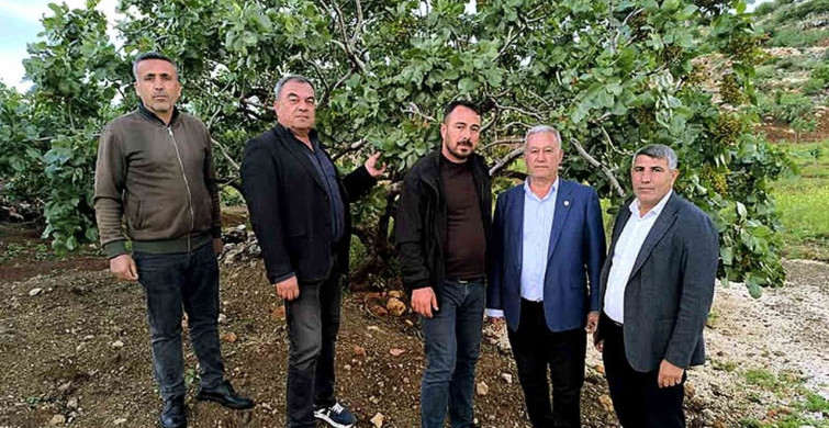 Dolu Yağışlarının Ardından Fıstık Bahçelerinde İnceleme