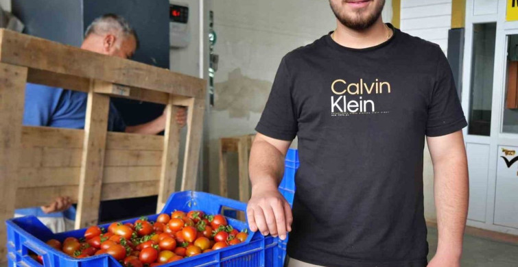 Domates Üretim Planlaması: Fiyat Dengesinin Sağlanması
