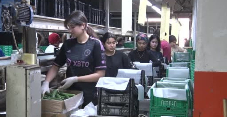 Domates Üretim Planlaması Fiyat İstikrarının Temeli