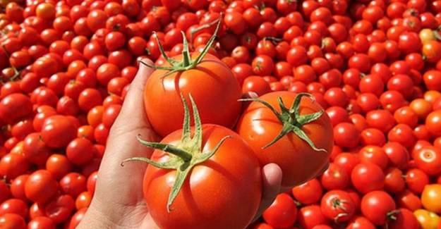 Domatesin Çürümesini Engellemek İçin Ne Yapılabilir?