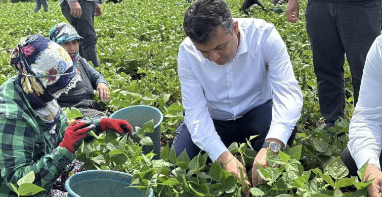 Dörtyol'da Fasulye Hasadı Başladı