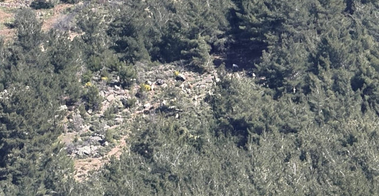 Dron Desteğiyle Kaybolan 50 Küçükbaş Hayvan Bulundu